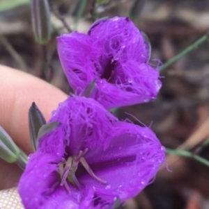 Thysanotus tuberosus at Manton, NSW - 20 Nov 2021