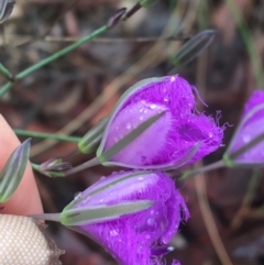 Thysanotus tuberosus at Manton, NSW - 20 Nov 2021