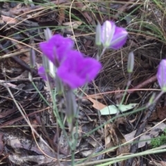 Thysanotus tuberosus at Manton, NSW - 20 Nov 2021