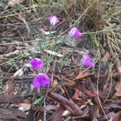 Thysanotus tuberosus at Manton, NSW - 20 Nov 2021