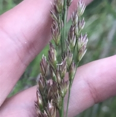 Lolium arundinaceum (Tall Fescue) at Phillip, ACT - 19 Nov 2021 by Tapirlord