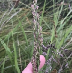 Lolium arundinaceum at Phillip, ACT - 19 Nov 2021