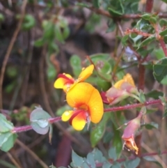 Pultenaea spinosa (Spiny Bush-pea, Grey Bush-pea) at Mundoonen Nature Reserve - 19 Nov 2021 by Ned_Johnston