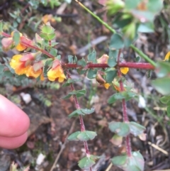 Pultenaea spinosa at Manton, NSW - 20 Nov 2021