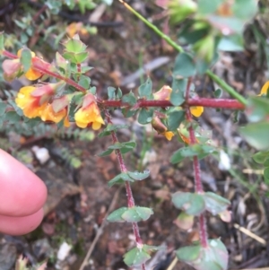 Pultenaea spinosa at Manton, NSW - 20 Nov 2021