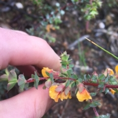 Pultenaea spinosa at Manton, NSW - 20 Nov 2021