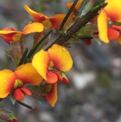 Dillwynia sericea (Egg And Bacon Peas) at Manton, NSW - 19 Nov 2021 by Ned_Johnston