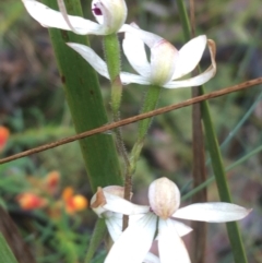 Caladenia cucullata (Lemon Caps) at Manton, NSW - 20 Nov 2021 by NedJohnston