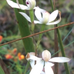 Caladenia cucullata (Lemon Caps) at Mundoonen Nature Reserve - 19 Nov 2021 by Ned_Johnston