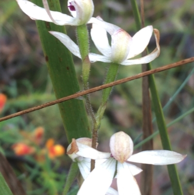 Caladenia cucullata (Lemon Caps) at Manton, NSW - 20 Nov 2021 by NedJohnston