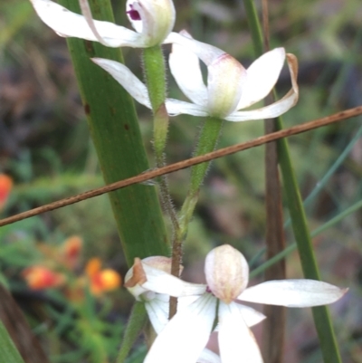 Caladenia cucullata (Lemon Caps) at Manton, NSW - 19 Nov 2021 by Ned_Johnston