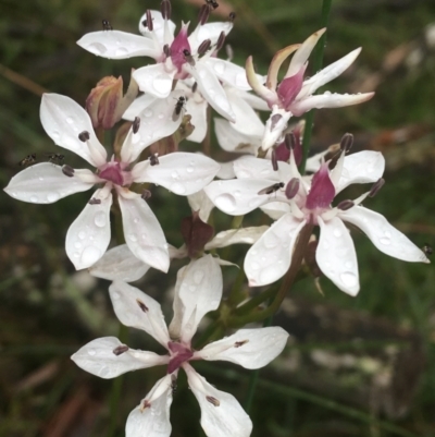 Burchardia umbellata (Milkmaids) at Manton, NSW - 20 Nov 2021 by NedJohnston