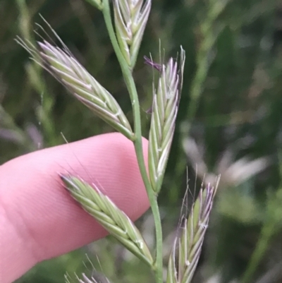 Lolium (genus) (Ryegrass) at Phillip, ACT - 19 Nov 2021 by Tapirlord