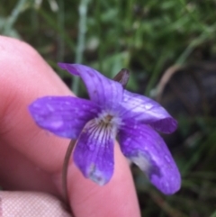 Viola betonicifolia subsp. betonicifolia (Arrow-Leaved Violet) at Mundoonen Nature Reserve - 19 Nov 2021 by Ned_Johnston