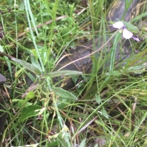 Viola betonicifolia subsp. betonicifolia at Manton, NSW - 20 Nov 2021 09:17 AM