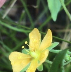 Hypericum gramineum (Small St Johns Wort) at Manton, NSW - 19 Nov 2021 by Ned_Johnston