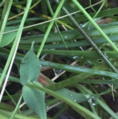 Hypericum gramineum at Manton, NSW - 20 Nov 2021