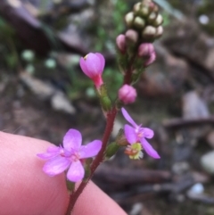 Stylidium graminifolium (grass triggerplant) at Manton, NSW - 20 Nov 2021 by NedJohnston
