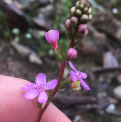 Stylidium graminifolium (grass triggerplant) at Manton, NSW - 20 Nov 2021 by NedJohnston