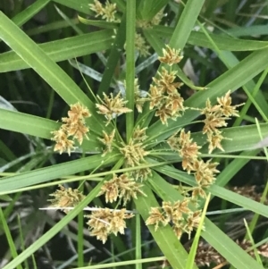 Cyperus involucratus at Phillip, ACT - 19 Nov 2021