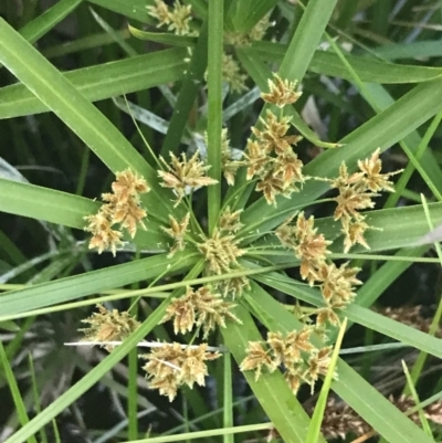 Cyperus involucratus (Umbrella Sedge) at Phillip, ACT - 19 Nov 2021 by Tapirlord