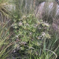 Cyperus involucratus at Phillip, ACT - 19 Nov 2021