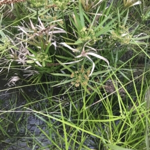 Cyperus involucratus at Phillip, ACT - 19 Nov 2021