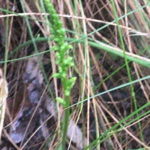 Microtis unifolia at Manton, NSW - 20 Nov 2021