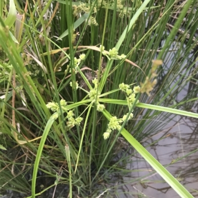 Cyperus eragrostis (Umbrella Sedge) at Phillip, ACT - 19 Nov 2021 by Tapirlord