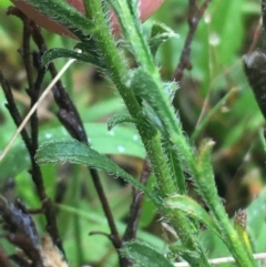 Vittadinia cuneata var. cuneata at Manton, NSW - 20 Nov 2021