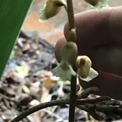 Gastrodia sesamoides at Braddon, ACT - suppressed