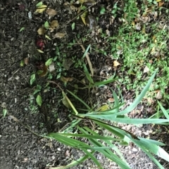 Gastrodia sesamoides at Braddon, ACT - suppressed