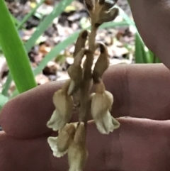 Gastrodia sesamoides at Braddon, ACT - suppressed