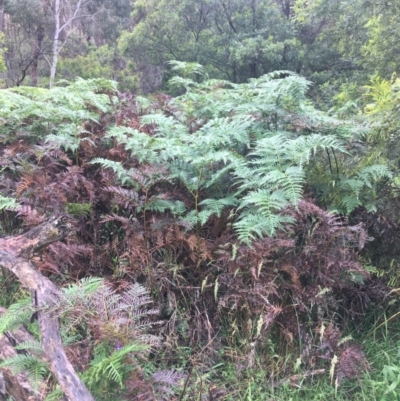 Pteridium esculentum (Bracken) at Mundoonen Nature Reserve - 19 Nov 2021 by Ned_Johnston