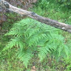 Pteridium esculentum at Manton, NSW - 20 Nov 2021