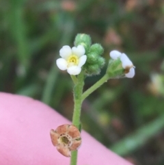 Hackelia suaveolens (Sweet Hounds Tongue) at Manton, NSW - 19 Nov 2021 by Ned_Johnston