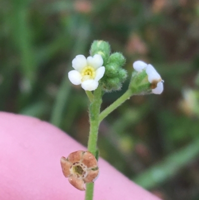 Hackelia suaveolens (Sweet Hounds Tongue) at Manton, NSW - 19 Nov 2021 by Ned_Johnston