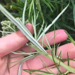 Cassinia longifolia at Manton, NSW - 20 Nov 2021