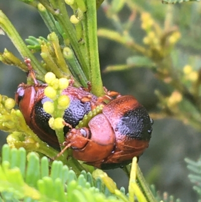 Dicranosterna immaculata (Acacia leaf beetle) at Manton, NSW - 20 Nov 2021 by NedJohnston
