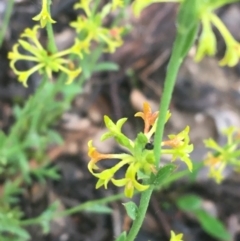 Pimelea curviflora (Curved Rice-flower) at Mundoonen Nature Reserve - 19 Nov 2021 by Ned_Johnston