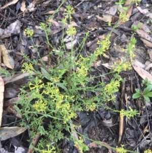 Pimelea curviflora at Manton, NSW - 20 Nov 2021