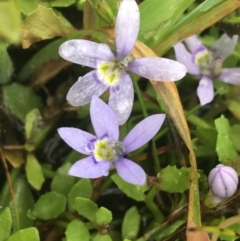 Isotoma fluviatilis subsp. australis (Swamp Isotome) at Manton, NSW - 20 Nov 2021 by NedJohnston