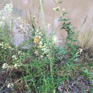 Astrotricha ledifolia at Lade Vale, NSW - 20 Nov 2021