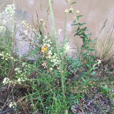 Astrotricha ledifolia (Common Star-hair) at Lade Vale, NSW - 20 Nov 2021 by NedJohnston