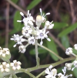 Astrotricha ledifolia at Lade Vale, NSW - 20 Nov 2021