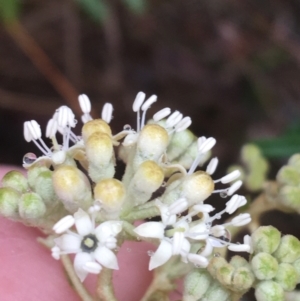 Astrotricha ledifolia at Lade Vale, NSW - 20 Nov 2021