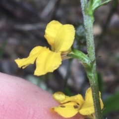 Goodenia stelligera (Wallum Goodenia) at Lade Vale, NSW - 20 Nov 2021 by NedJohnston