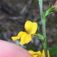 Goodenia stelligera at Lade Vale, NSW - 20 Nov 2021