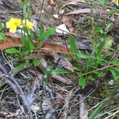 Goodenia stelligera at Lade Vale, NSW - 20 Nov 2021 10:48 AM