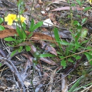 Goodenia stelligera at Lade Vale, NSW - 20 Nov 2021